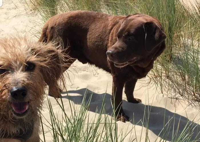 Nordsee Glamping Mobilheim 2329 Bredene